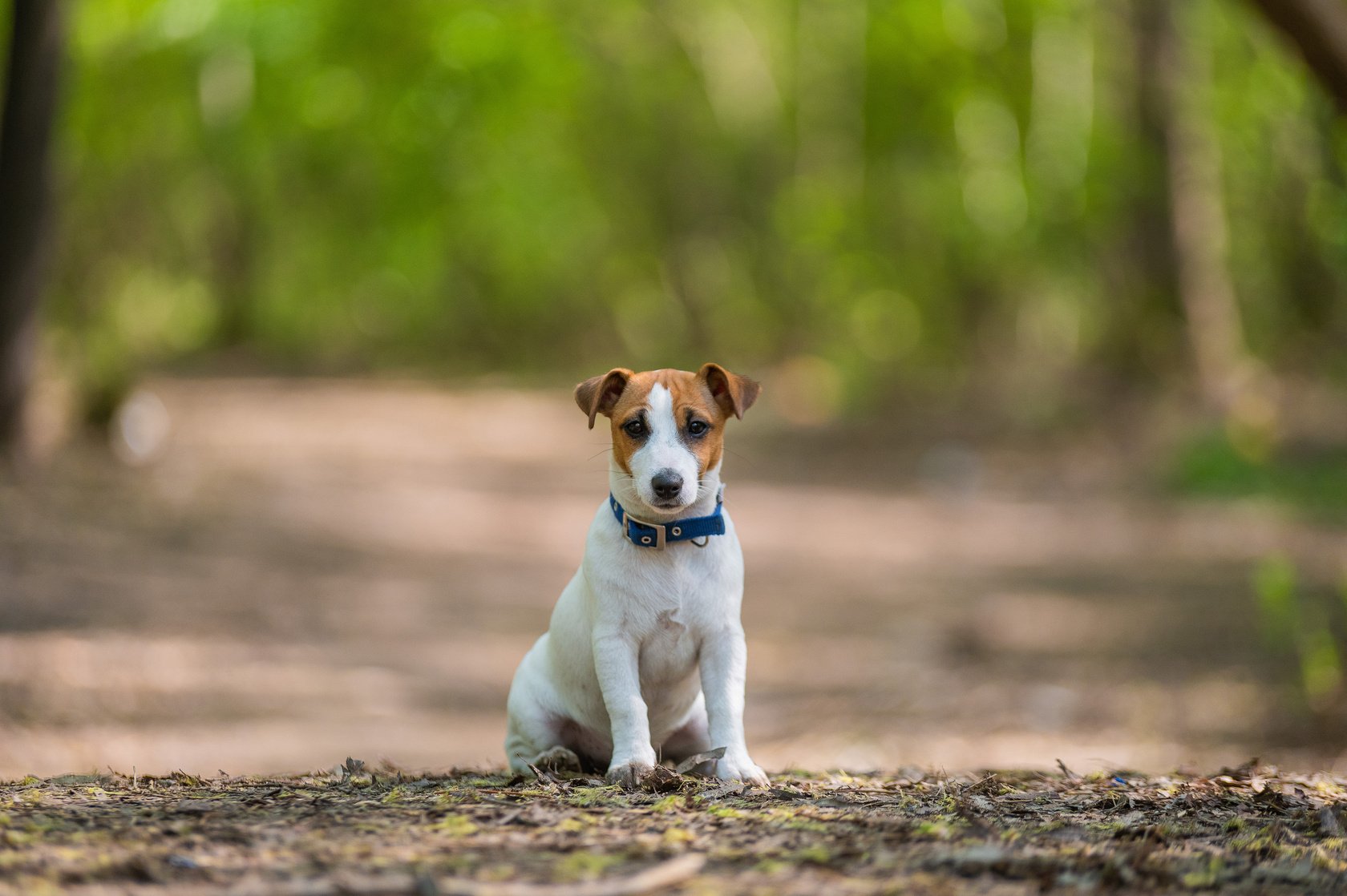 Lost Dog Jack Russell Terrier in the Forest